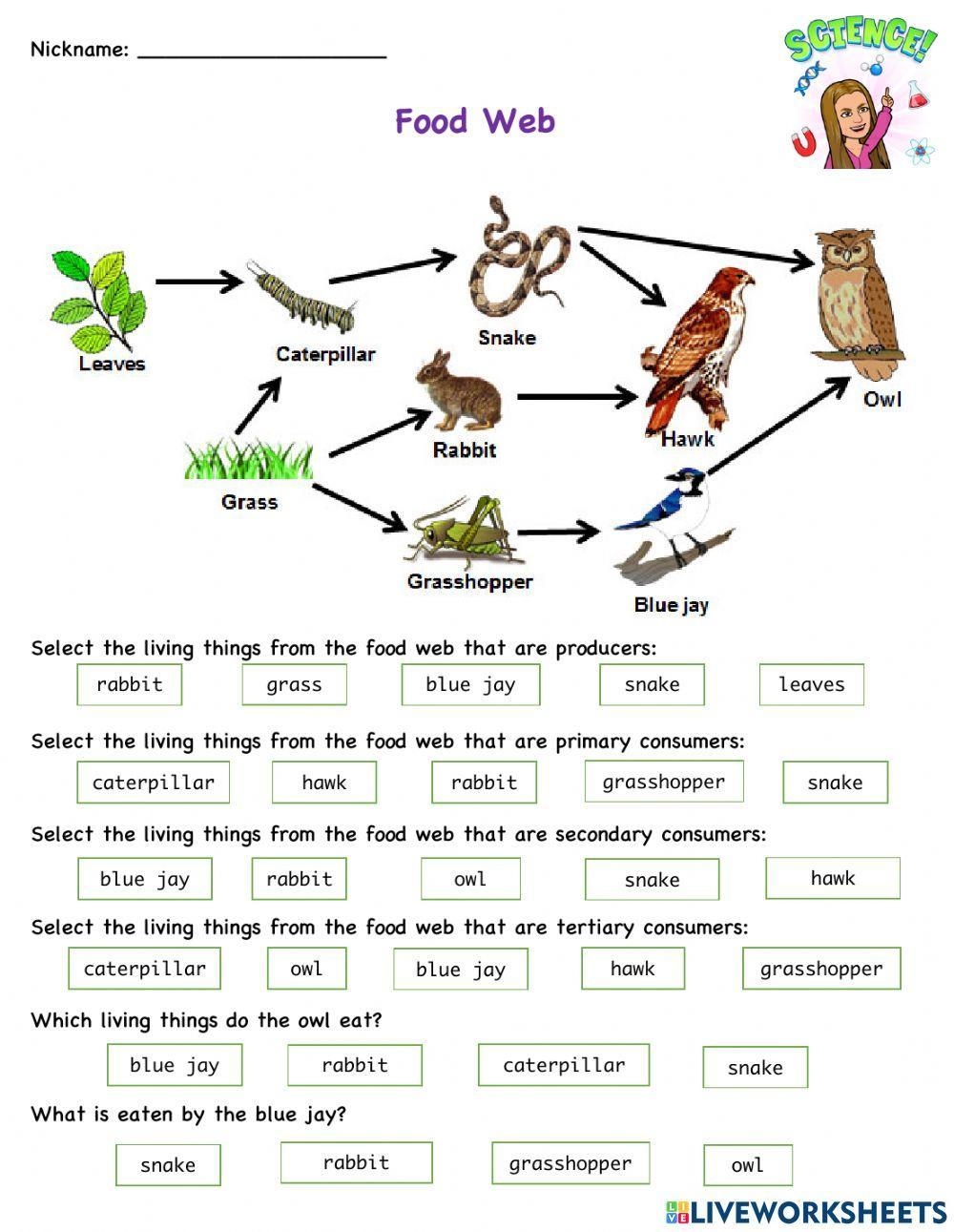 food web worksheet