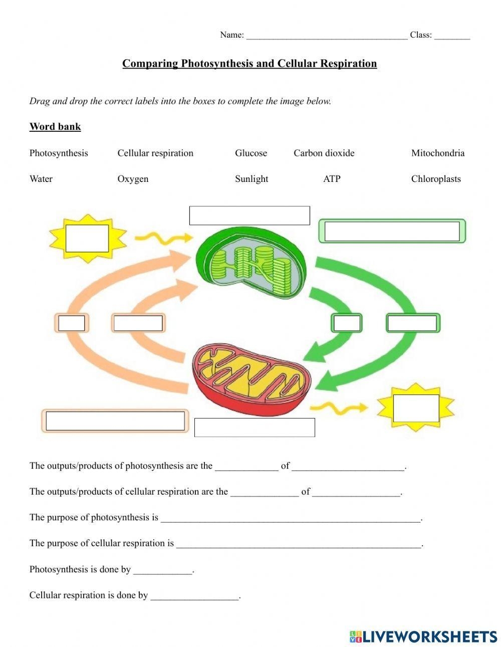 Free Photosynthesis And Cellular Respiration Worksheet Download Free Photosynthesis And Cellular Respiration Worksheet Png Images Free Worksheets On Clipart Library Free Photosynthesis And Cellular Respiration Worksheet Download Free Photosynthesis And Cellular Respiration Worksheet Png Images Free Worksheets On Clipart Library