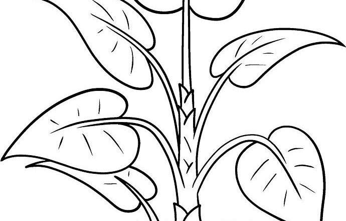 Free Plant Coloring Page