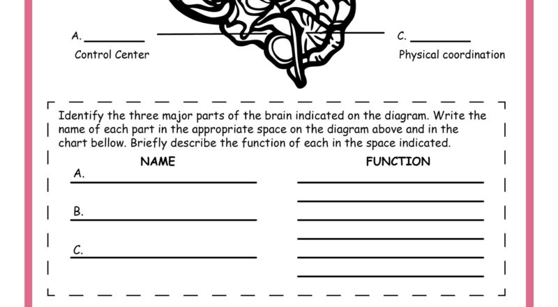 Free Science Worksheets The Nervous System Adanna Dill