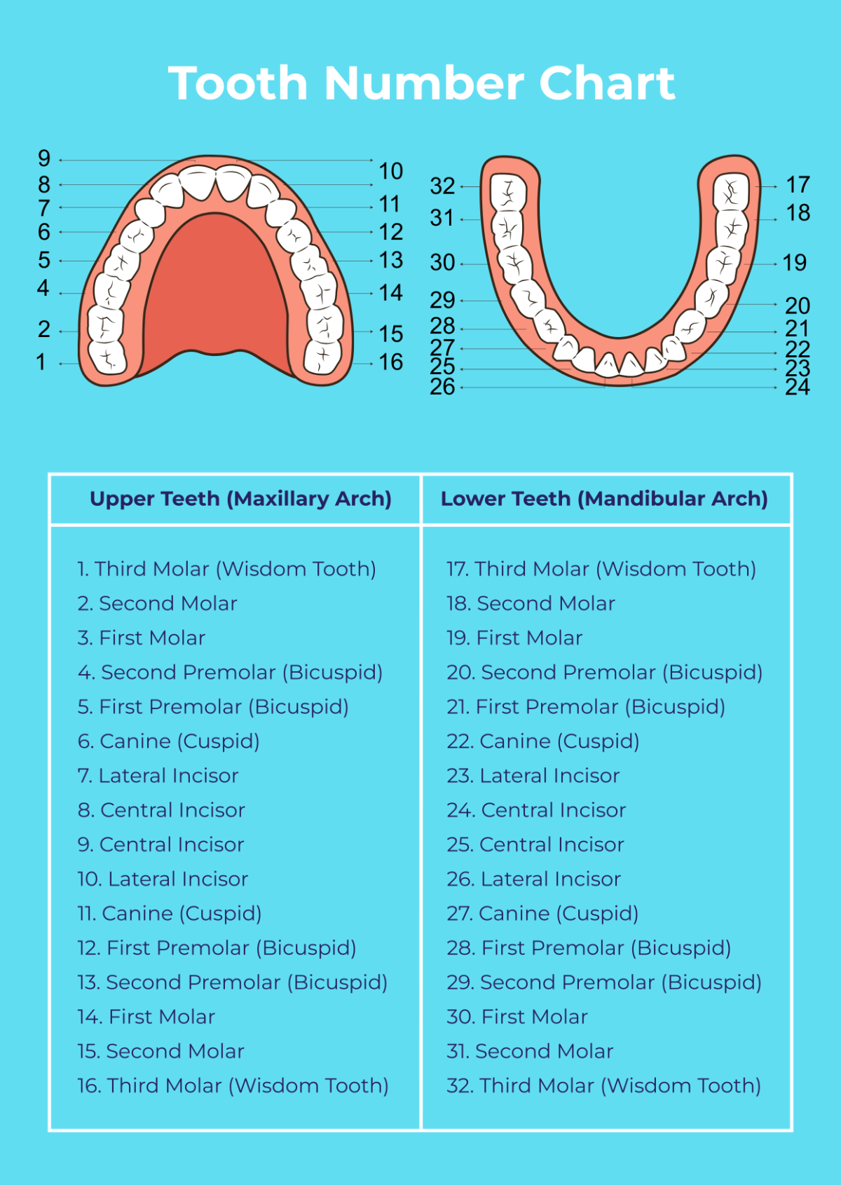Free Tooth Number Chart Template To Edit Online Free Tooth Number Chart Template To Edit Online