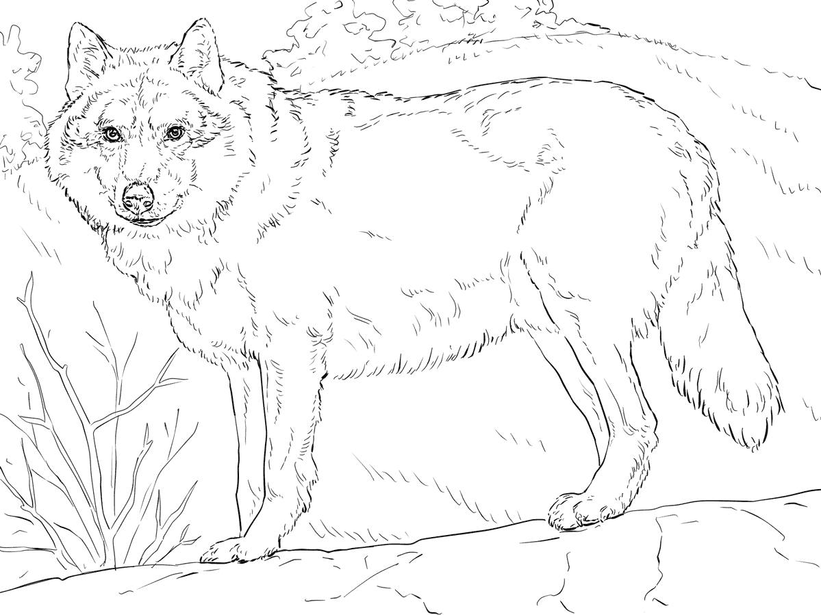 wolf coloring page wolf coloring page