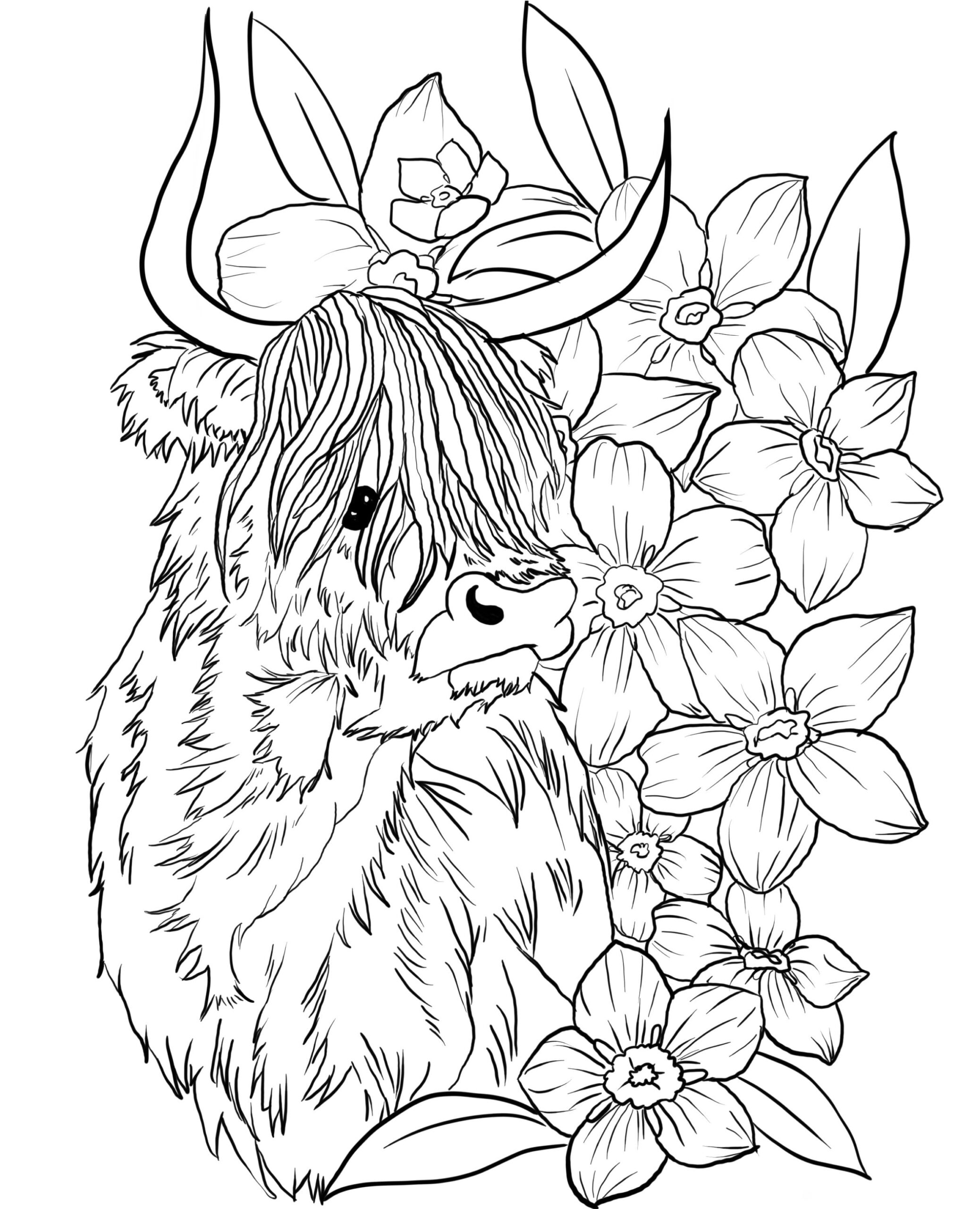 highland cow coloring page
