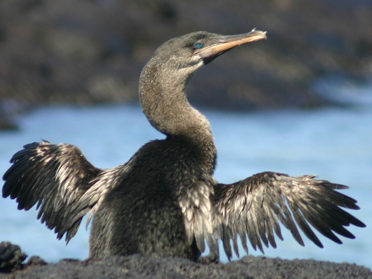 How An Icon Of Evolution Lost Its Flight The Atlantic