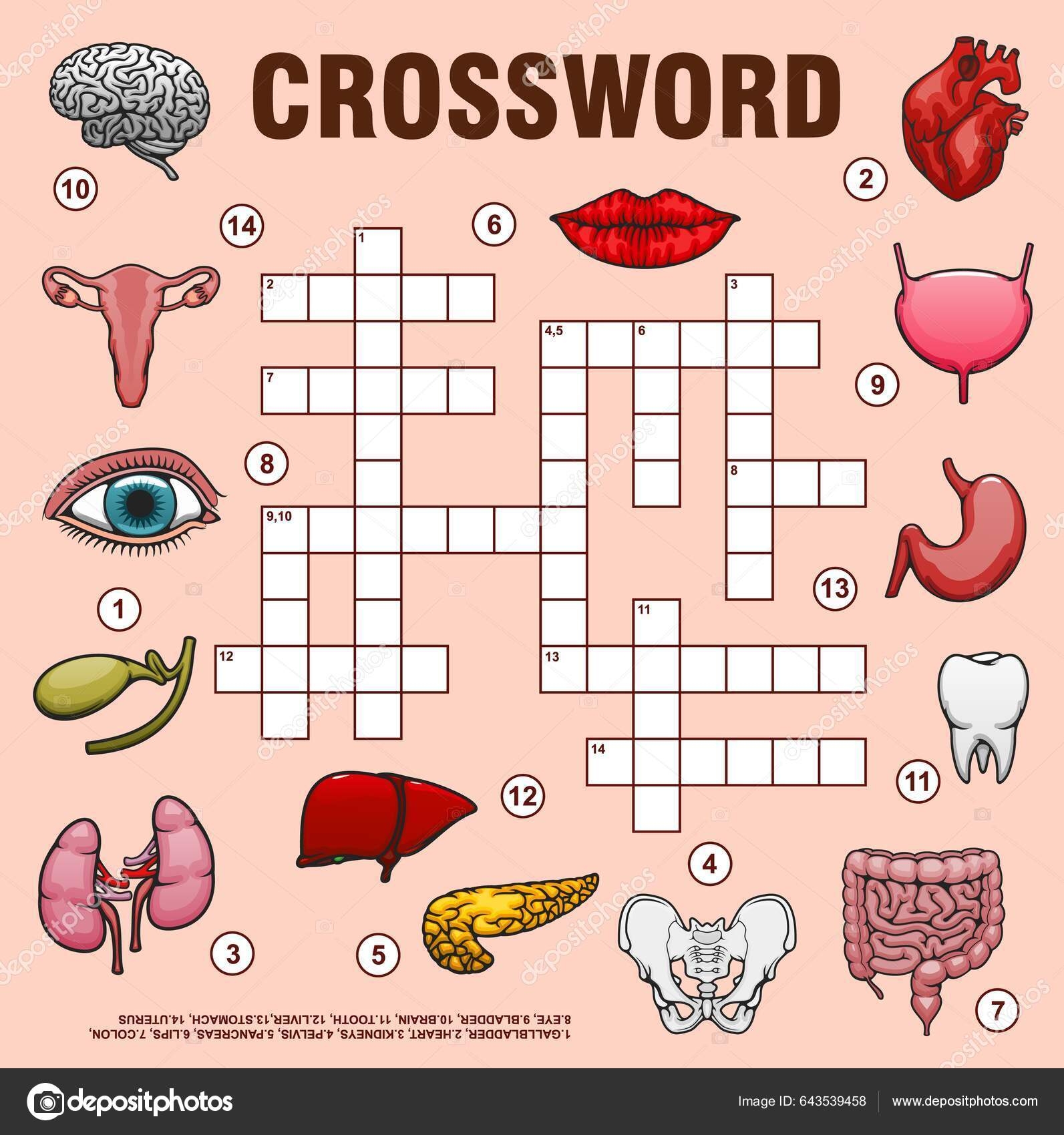 pelvic bones crossword