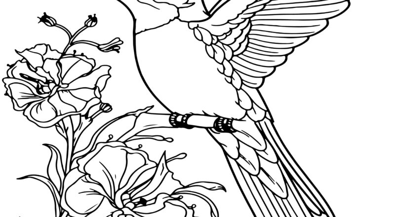 Hummingbird Coloring Book Hummingbird Coloring Pages Made By Teachers
