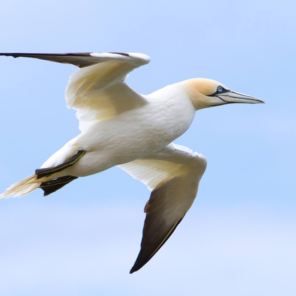 seabird crossword clue