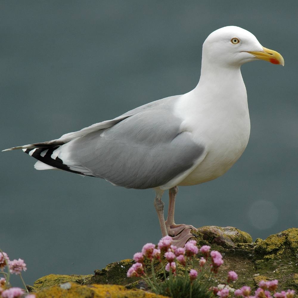 diving bird crossword clue diving bird crossword clue