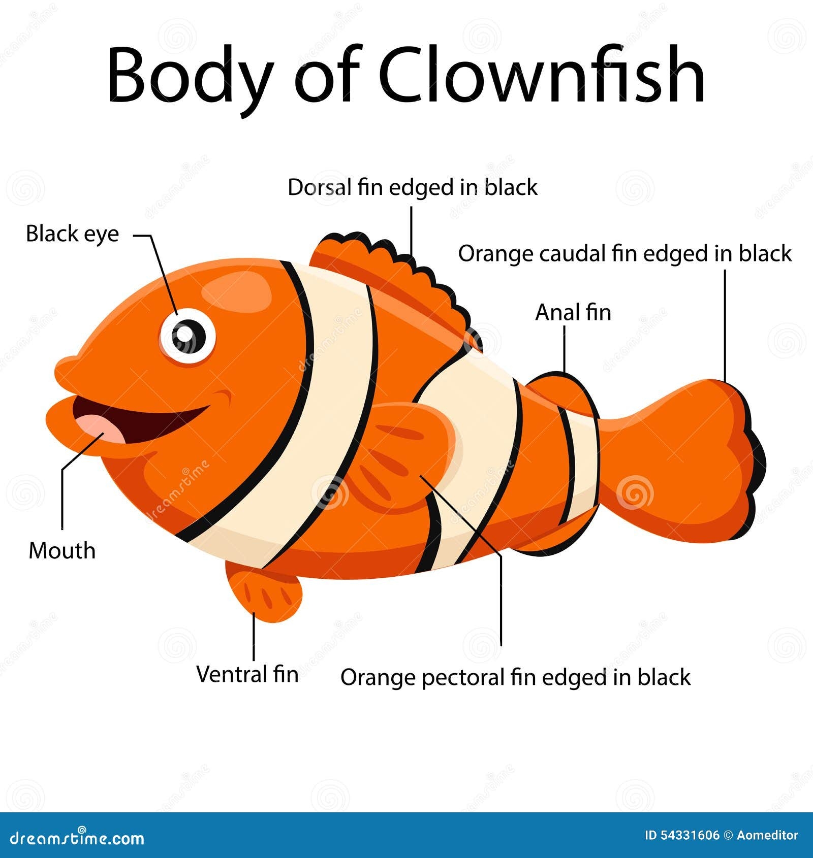 Illustrator Body Of Clown Fish Stock Vector Illustration Of Mount Anal 54331606 Illustrator Body Of Clown Fish Stock Vector Illustration Of Mount Anal 54331606