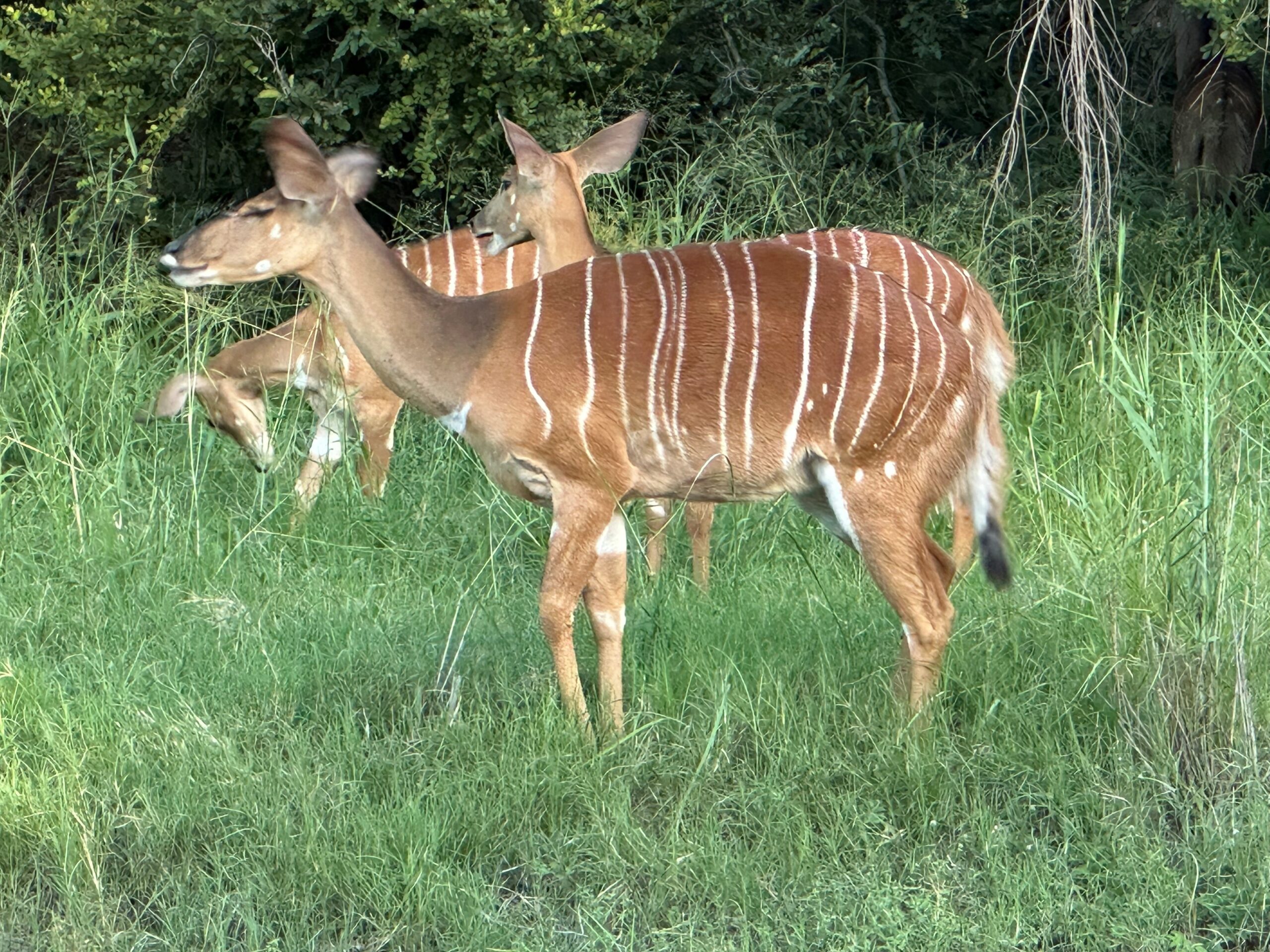 In Touch With Nature Nyala Antelope southernAfricanwildlife Writing To Be Read In Touch With Nature Nyala Antelope southernAfricanwildlife Writing To Be Read