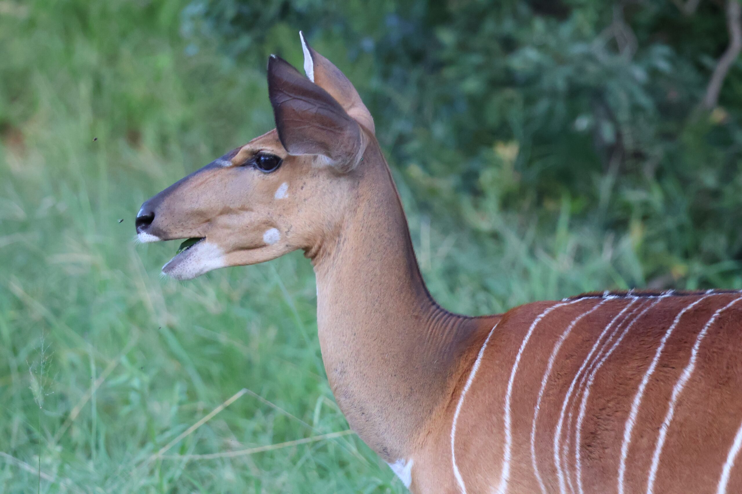 In Touch With Nature Nyala Antelope southernAfricanwildlife Writing To Be Read In Touch With Nature Nyala Antelope southernAfricanwildlife Writing To Be Read