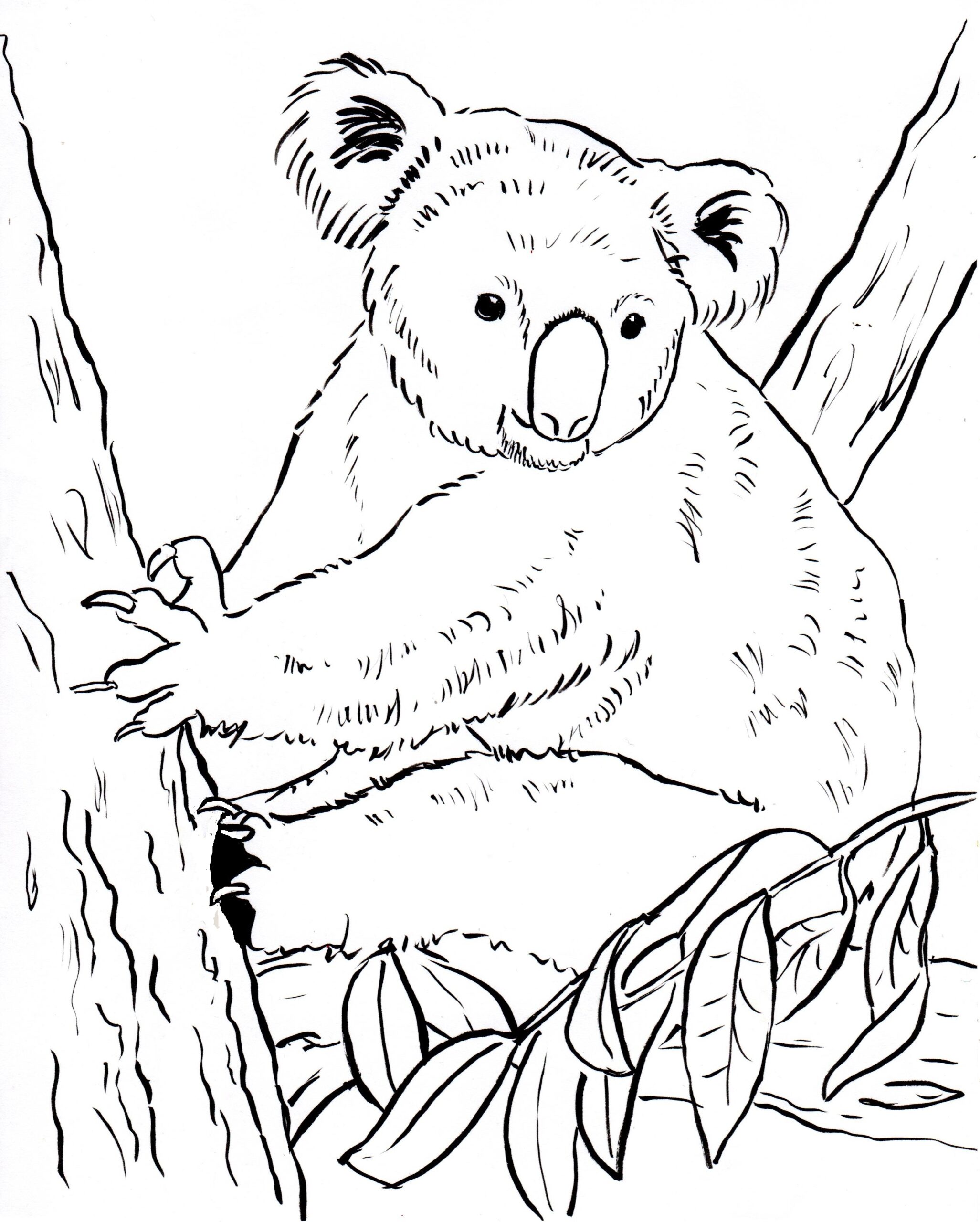 koala coloring page