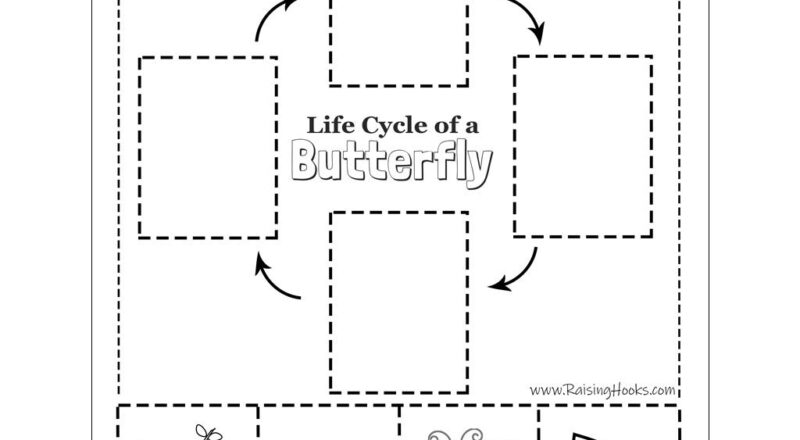 Life Cycle Of A Butterfly Cut And Paste Raising Hooks