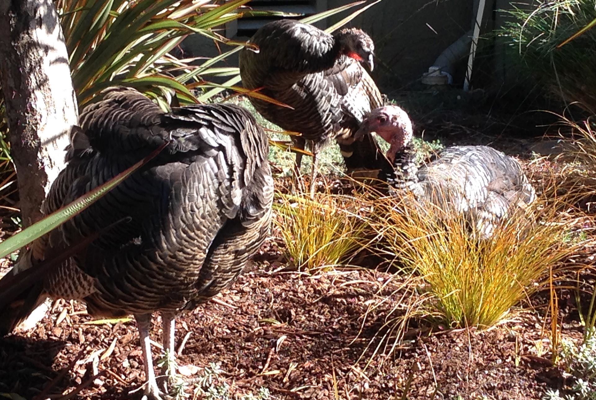 Like It Or Not Wild Turkeys Proliferate In East Bay KQED