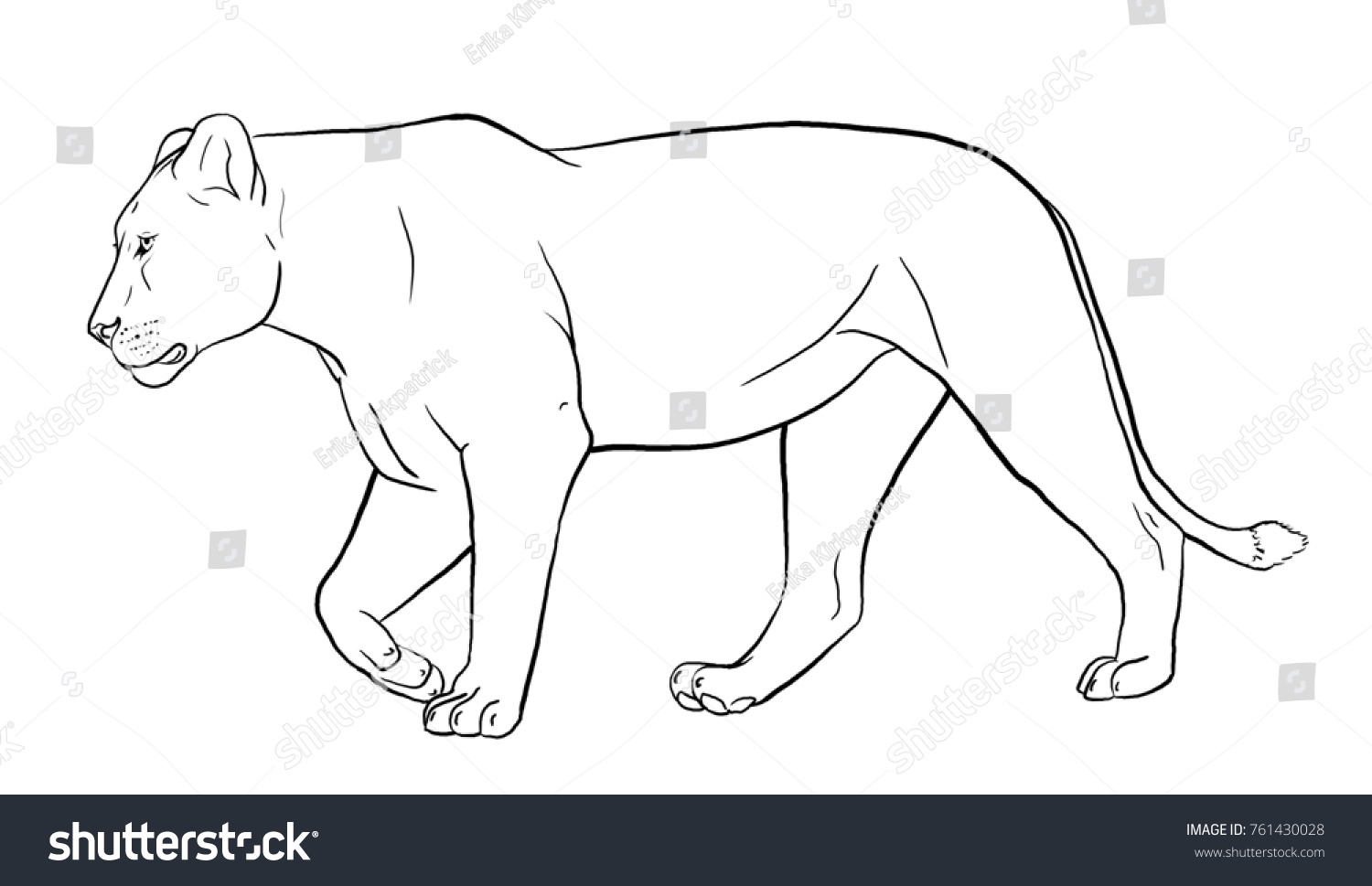 lioness coloring pages lioness coloring pages
