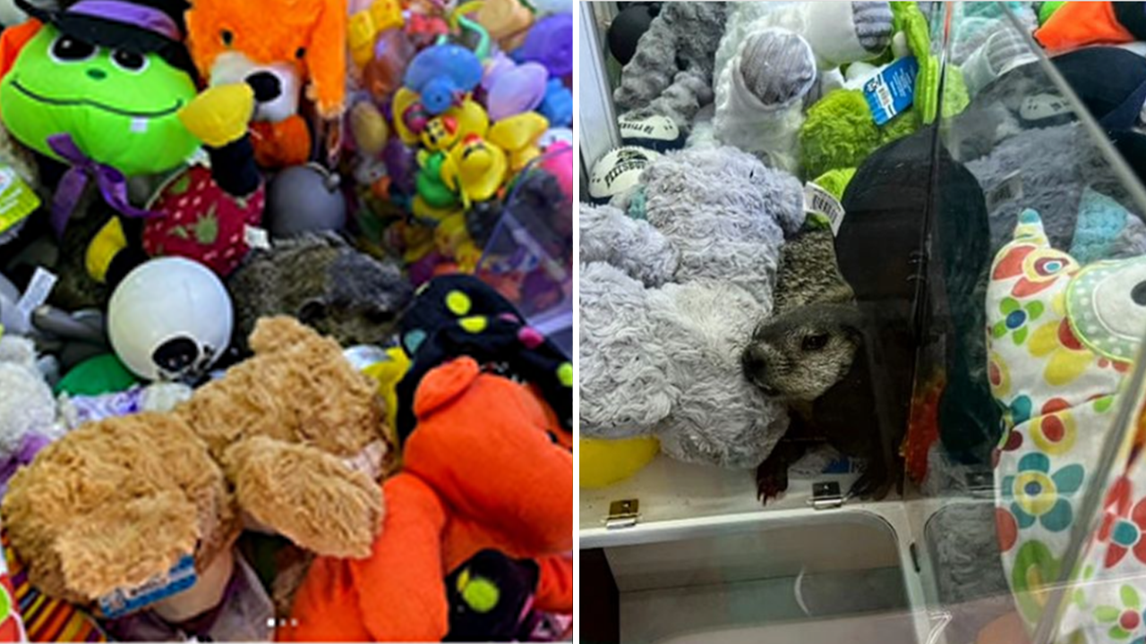 Living prize Is Found Crawling In A Claw Machine At A Pennsylvania Family Venue Fox News