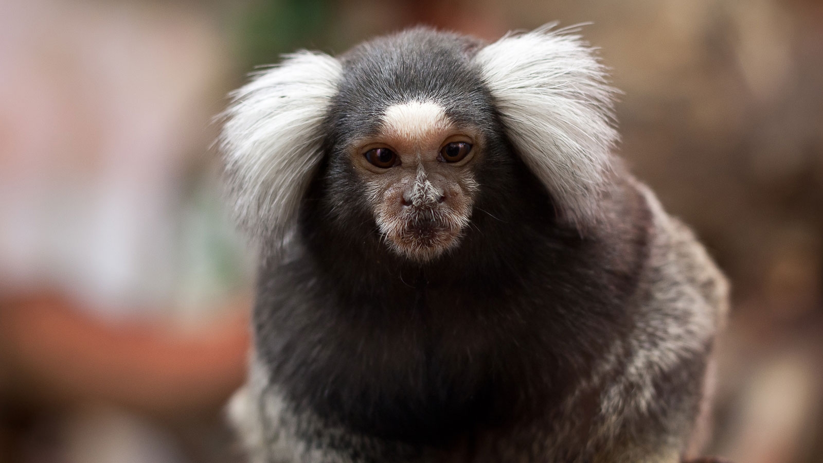 small monkey crossword clue