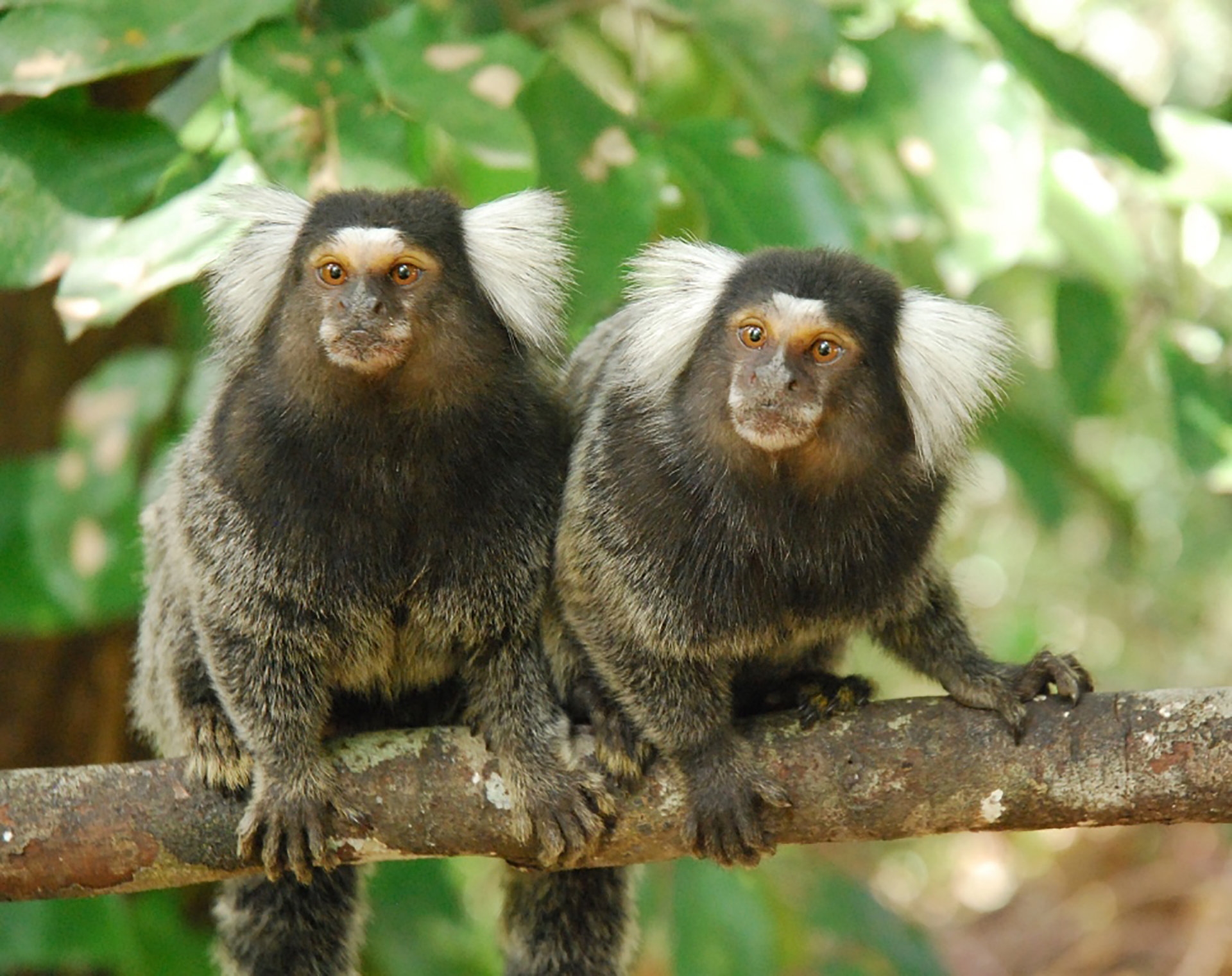 Marmosets Find Videos Educational If Not Viral The New York Times