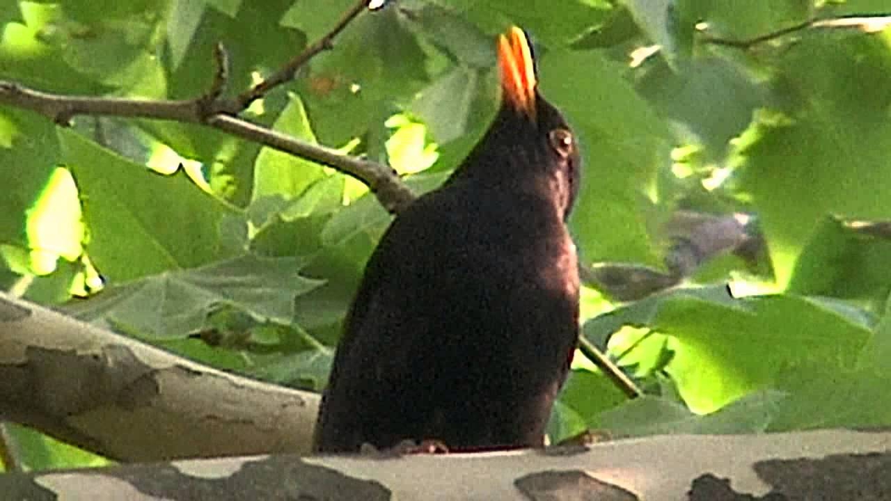 MERL Crosswordese Info