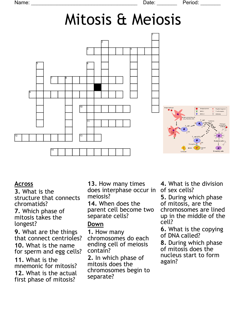 Mitosis Meiosis Crossword WordMint