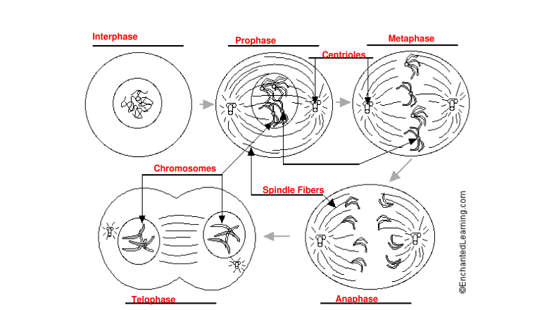 Mitosis Worksheet Fill Out Sign Online DocHub