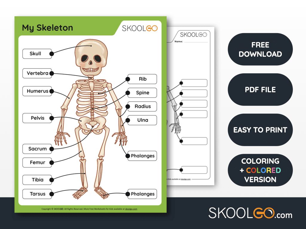 My Skeleton Free Worksheet SKOOLGO My Skeleton Free Worksheet SKOOLGO