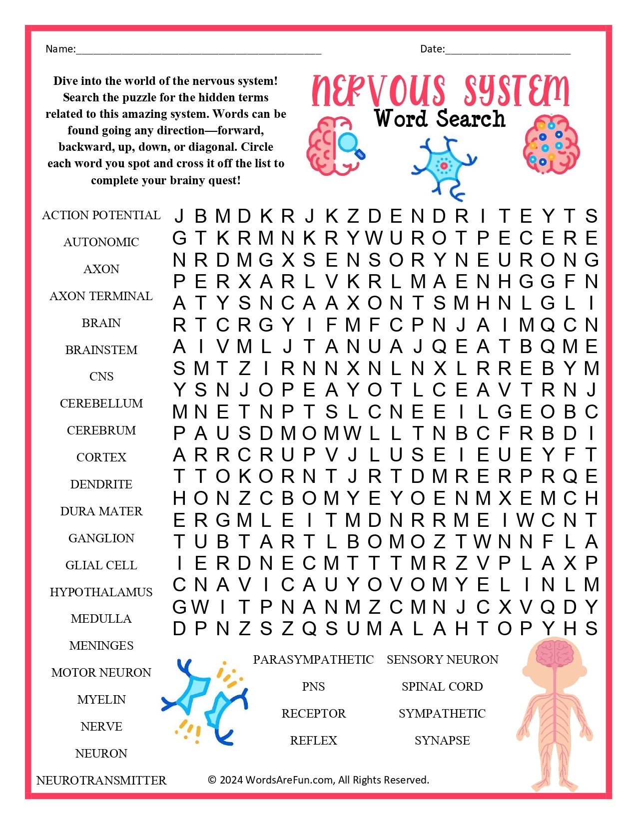 Nervous System Word Search Nervous System Word Search