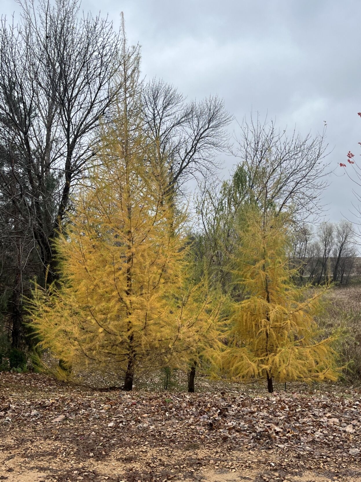 evergreen seed crossword evergreen seed crossword