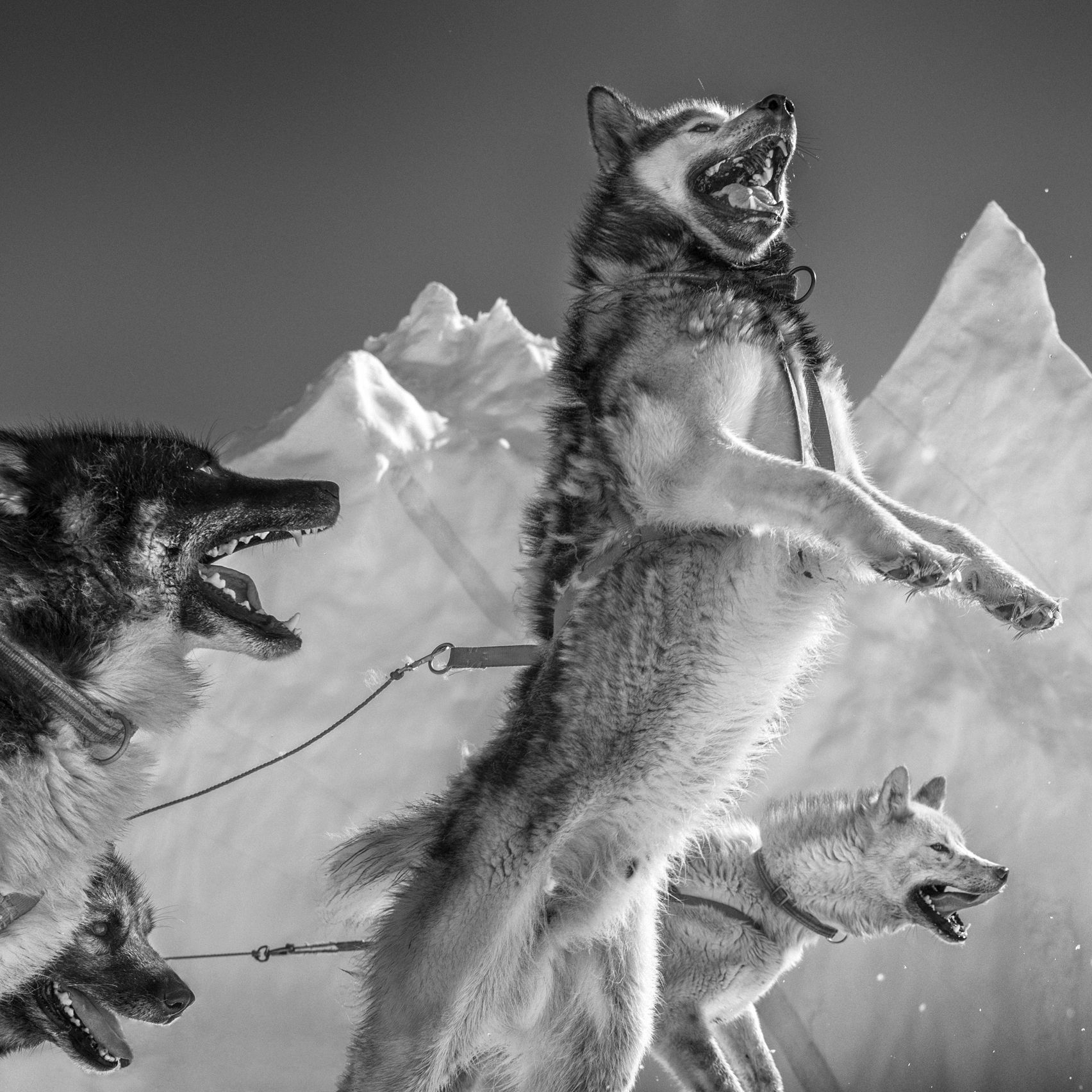 One Of The Greatest Polar Bear Hunters Confronts A Vanishing World The New Yorker