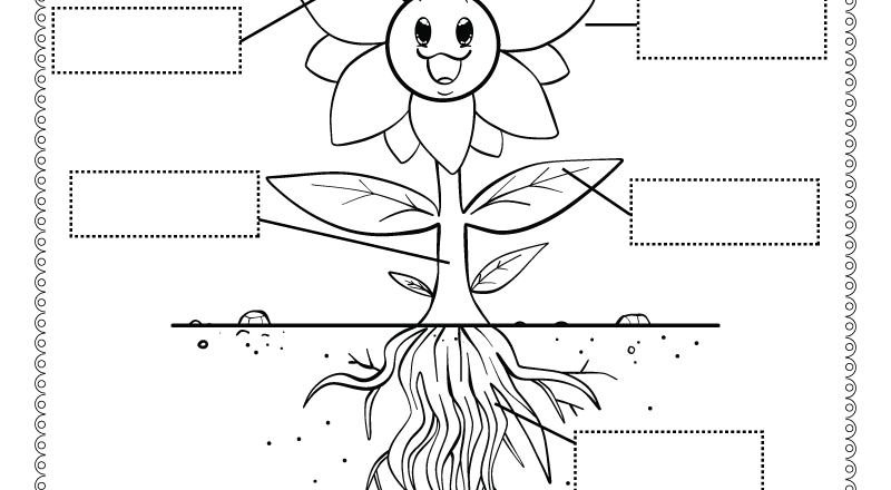 Parts Of A Flower Worksheet Free Printable Digital PDF