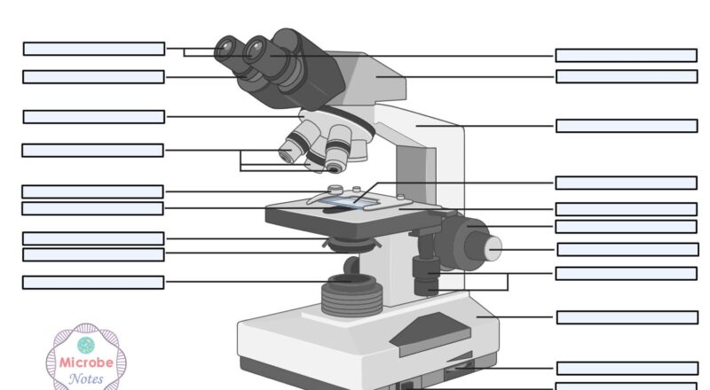 Parts Of A Microscope With Functions And Labeled Diagram