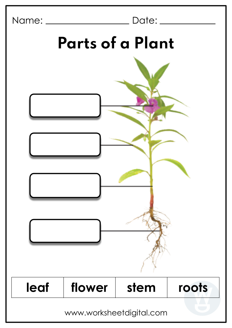 Parts Of A Plant Worksheet Digital 1 Teacher Made Resources Parts Of A Plant Worksheet Digital 1 Teacher Made Resources