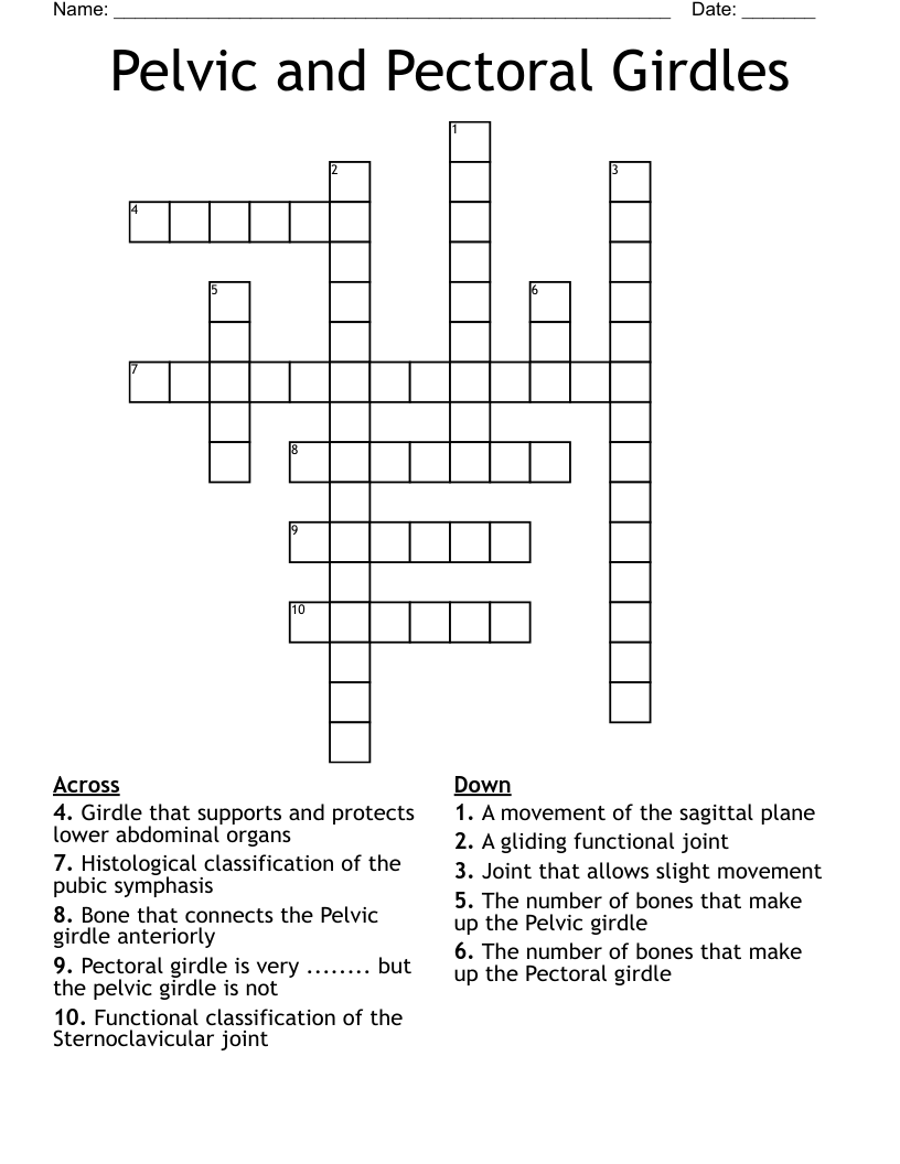 Pelvic And Pectoral Girdles Crossword WordMint