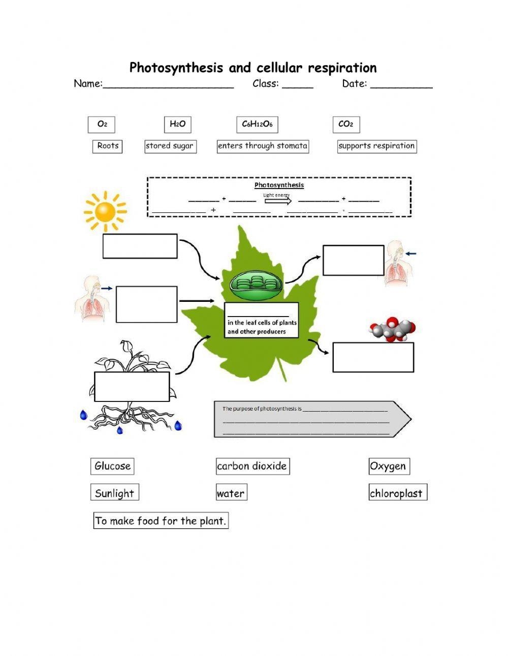photosynthesis and cellular respiration worksheet photosynthesis and cellular respiration worksheet