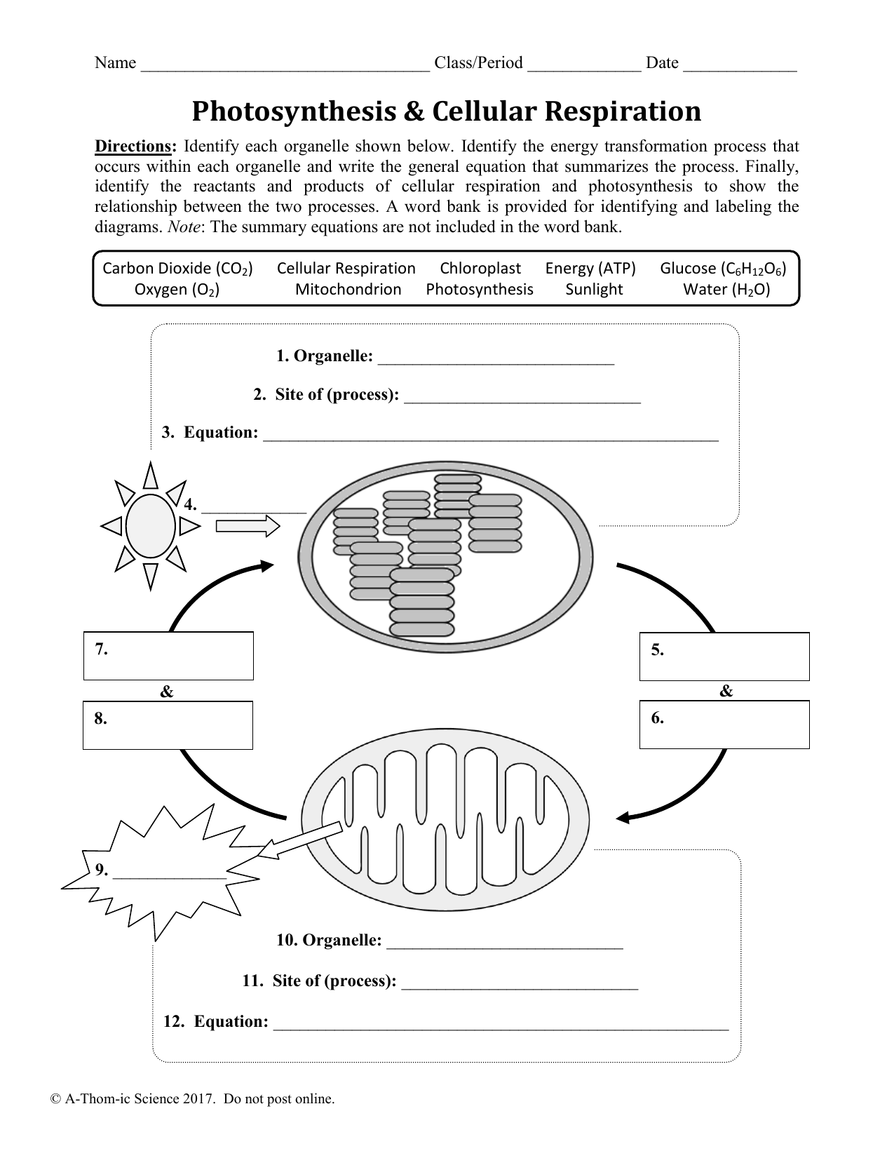 Photosynthesis Cellular Respiration Worksheet Photosynthesis Cellular Respiration Worksheet