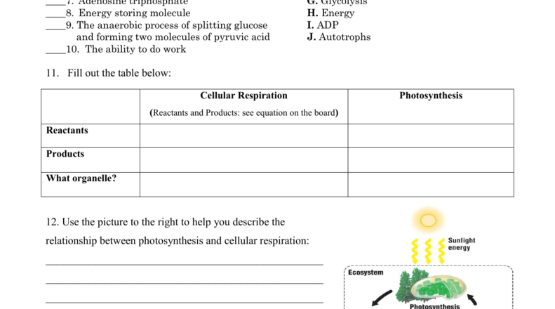 Photosynthesis Cellular Respiration Worksheet
