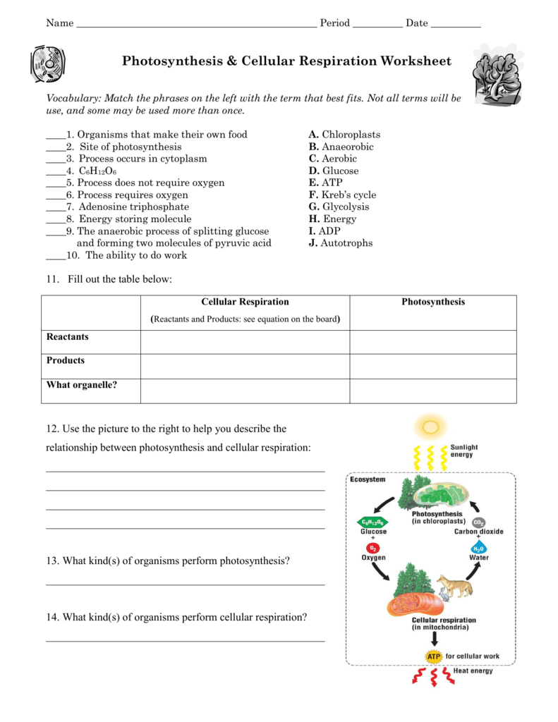 Photosynthesis Cellular Respiration Worksheet Photosynthesis Cellular Respiration Worksheet