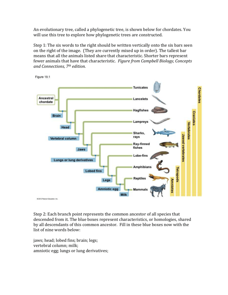 Phylogenetic Tree Worksheet Chordate Evolution