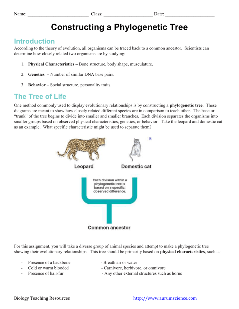 Phylogenetic Tree Worksheet Constructing Evolutionary Trees