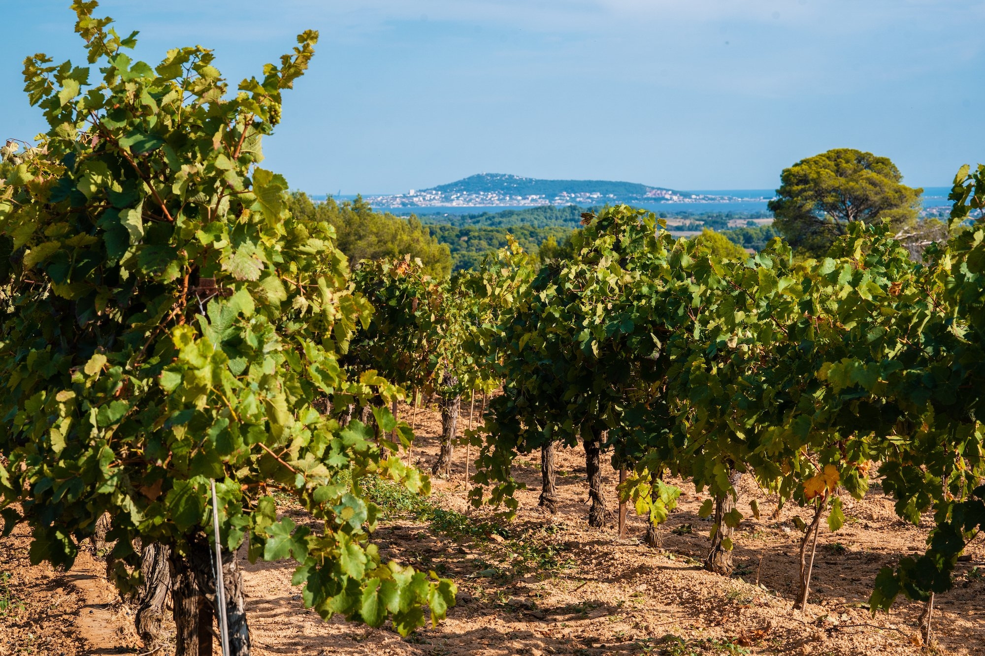 Pique Your Palate This Summer With Picpoul De Pinet Alcohol Professor