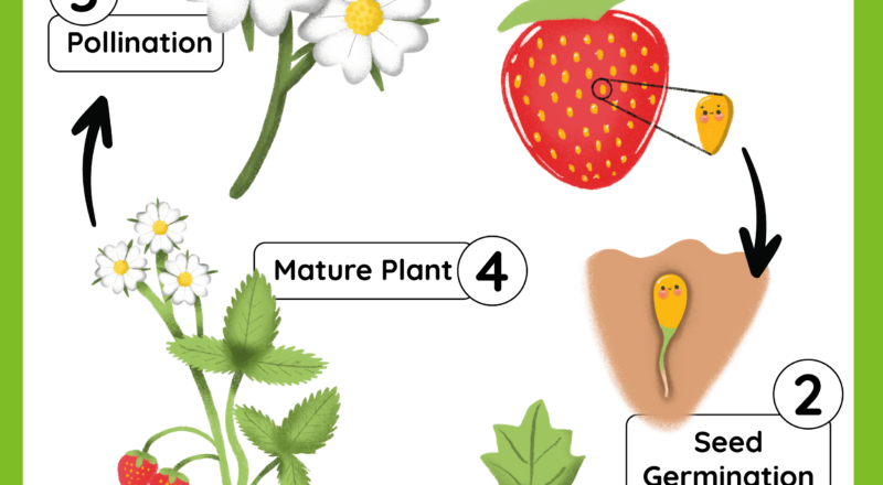Plant Life Cycle Free Worksheet SKOOLGO