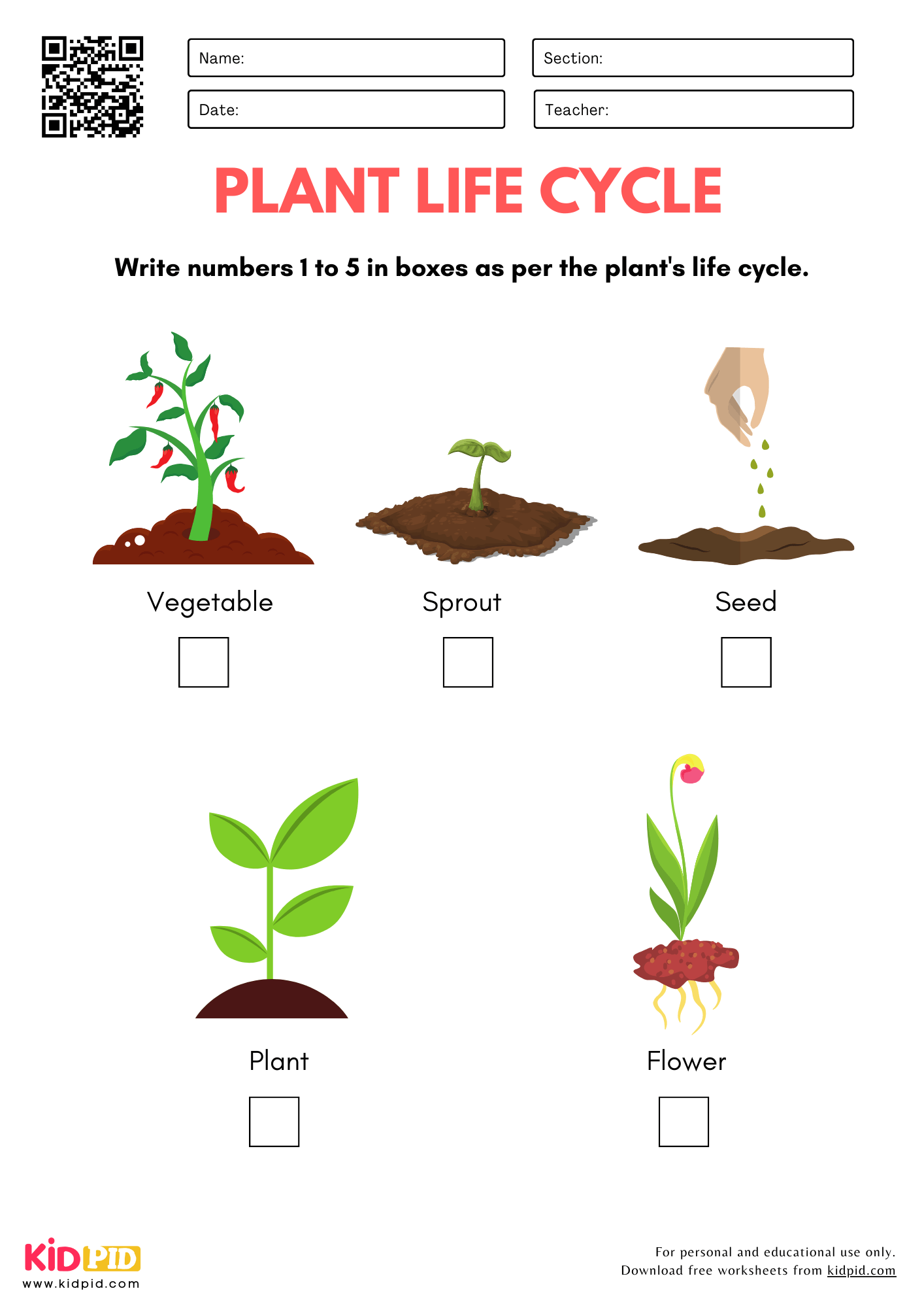 plant life cycle worksheet