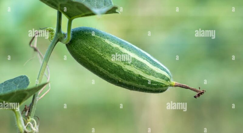 Pointed Arch Crossword Clue Hi res Stock Photography And Images Alamy