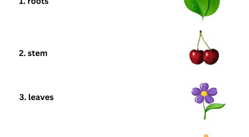 Printable Activities Parts Of A Plant Worksheet For Kindergarten Made By Teachers