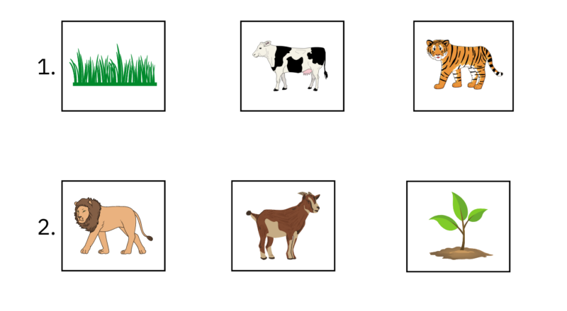 Printable Animal Food Chain Worksheet And Activity Cut And Paste For Grade 1 Made By Teachers