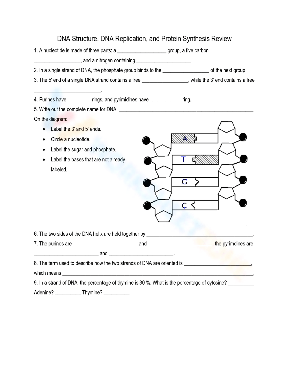 Printable Dna Structure And Replication Worksheets Printable Dna Structure And Replication Worksheets
