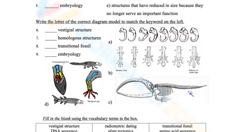 Printable Evidence Of Evolution Worksheets