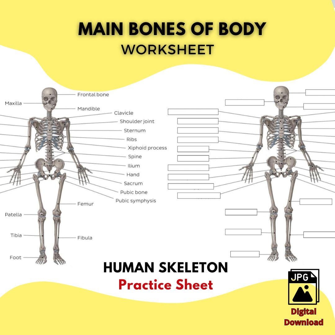Printable HUMAN SKELETON Worksheet Main Bones Of The Body Study Guide High Quality JPG File Anatomy Practice Sheet Labeled Unlabeled Etsy Printable HUMAN SKELETON Worksheet Main Bones Of The Body Study Guide High Quality JPG File Anatomy Practice Sheet Labeled Unlabeled Etsy