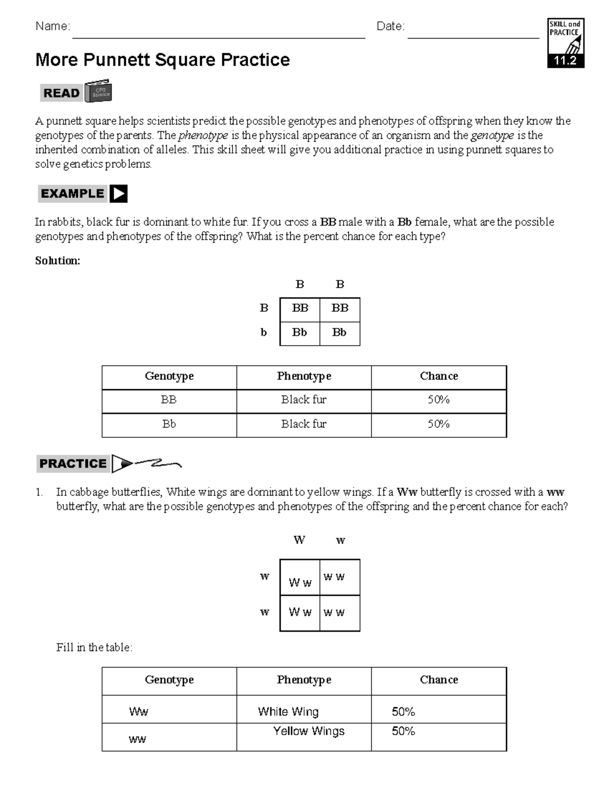 punnett square practice worksheet answer key punnett square practice worksheet answer key