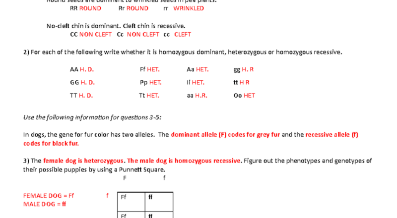 Punnett Square Practice Worksheet Answer Key 171e0l0 Studocu